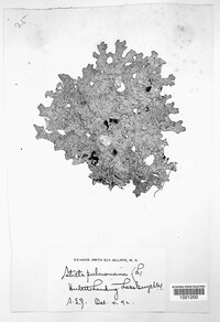 Lobaria pulmonaria image